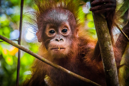 Worlds cutest baby orangutan looks into camera as it hangs in a tree in the jungles of Borneoの写真素材