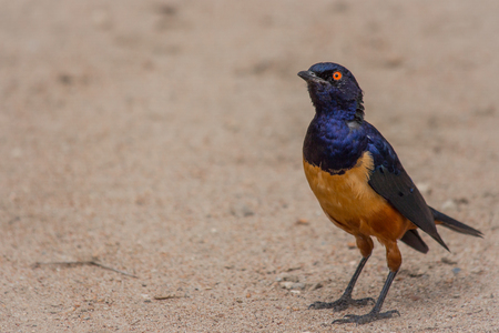 A colorful Superb Starling in Tanzanias Ngorongoro Craterの写真素材