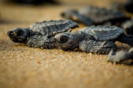 Baby hatchling sea turtles struggle for survival as they scamper to the ocean in Cabo Pulmo National Park near Cabo San Lucas, Mexicoの写真素材