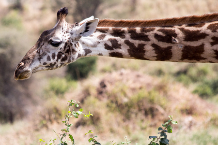 A giraffe stretches its neck on the savanna in Ngorongoro Crater  in Tanzaniaの写真素材