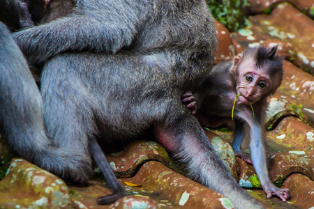 A newborn baby monkey learns to crawl in the Monkey Temple in Ubud, Bali, Indonesiaの写真素材