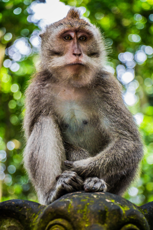 A Wild Monkey Perched on a Statue in the Monkey Temple in Ubud, Bali, Indonesiaの写真素材