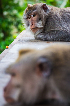 One pouting monkey gives another the silent treatment in the Monkey Temple in Ubud, Bali, Indonesiaの写真素材