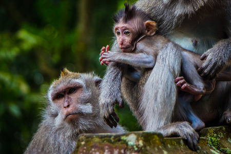 A newborn baby monkey snuggles mom for warmth in the Monkey Temple in Ubud, Bali, Indonesiaの写真素材