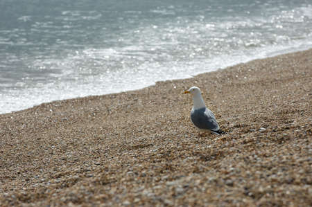 Seagull prowling the shoreの写真素材