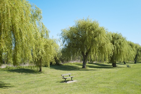 The Park in Summerの写真素材