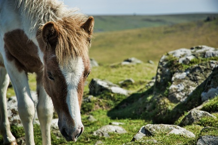 Dartmoor Ponyの写真素材