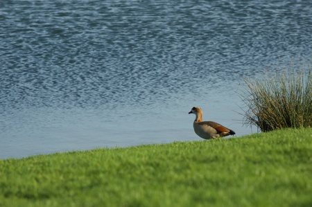 Norfolk Wildfowlの写真素材