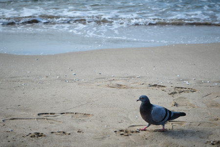 Pigeon on the beach by the sea. Select focus.の写真素材