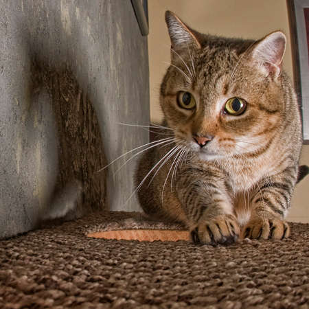 kitty playingの写真素材