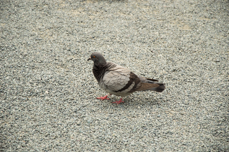 a pigeon walks on pebble ground.の写真素材