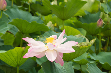 a pink lotus is in state of withering and fallingの写真素材