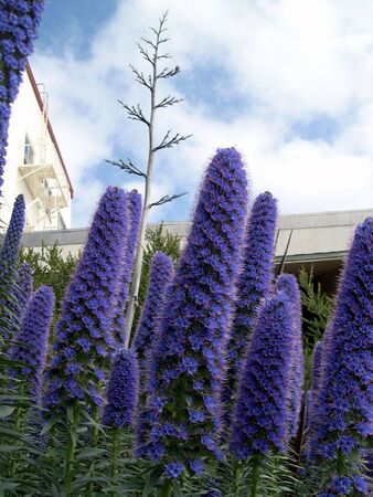 the purple flower gardenの写真素材