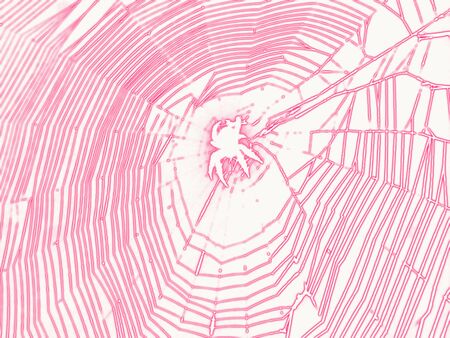 pink spider and webの写真素材