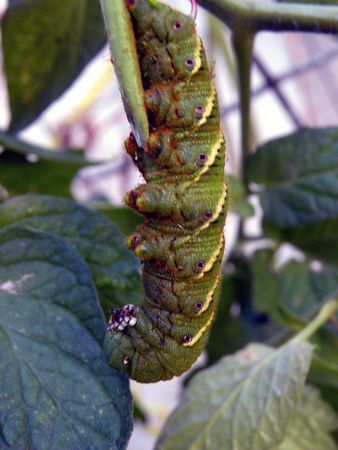  tomato worm                              の写真素材