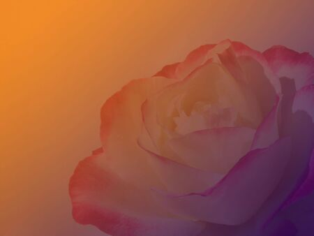 fading roseの写真素材