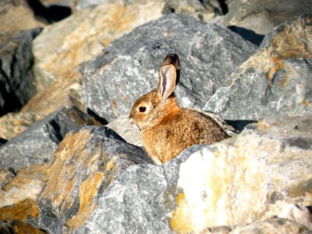 A rabbit sitting out among some rocks, hiding from predators