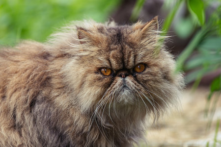 A neighbor's cat in the country came to visit.の写真素材