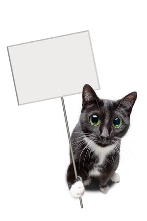 Cute cat holding a blank signの写真素材