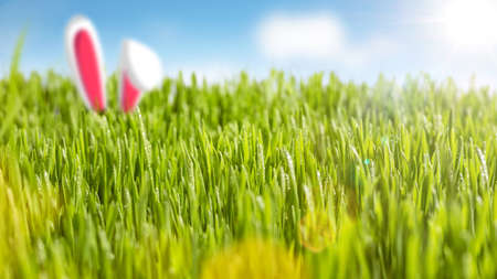 Juicy grass and bunny ears in the sunshineの写真素材