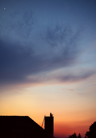 Cat watching the sunsetの写真素材