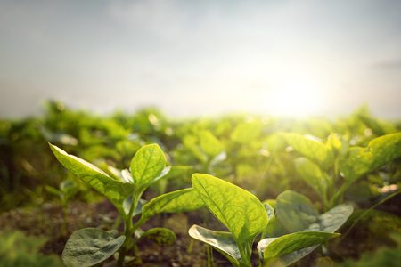 Young plants in sunlightの写真素材