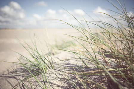 Tranquil marram grass backgroundの写真素材