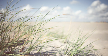 Tranquil marram grass backgroundの写真素材