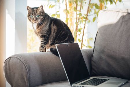 Cat on a sofa next to a laptop
