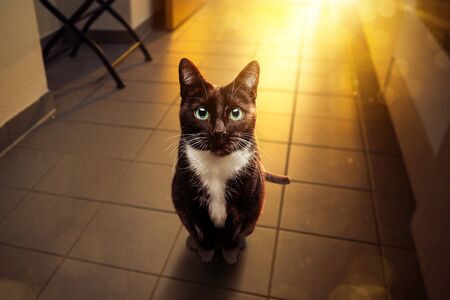 Cat in the kitchen looking hopefully into the cameraの写真素材