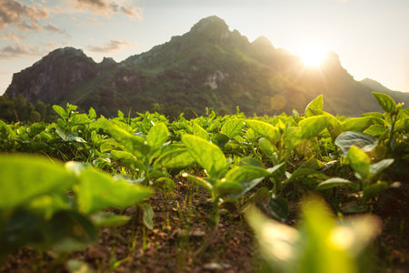 Small plants on a field behind a mountain at sunsetの写真素材