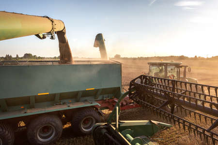 Combine harvester unloading wheat into a grain cart