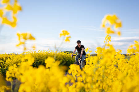 Man riding a bicycle through a canola field in full bloomの写真素材