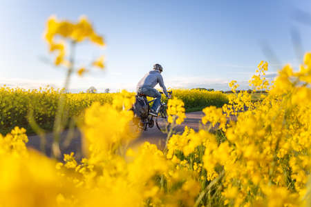 Cyclist riding next to canola fieldsの写真素材