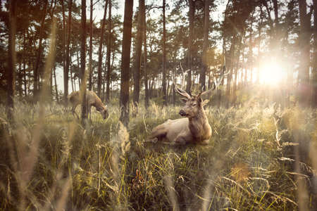 Stag lying in a forest at sunsetの写真素材