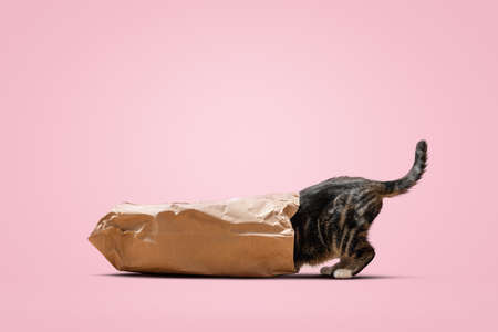 Curious cat crawling into a bagの写真素材