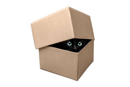 Cat eyes looking out of a cardboard box - isolated on whiteの写真素材