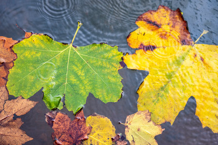 Autumn leaves in a puddle with raindropsの写真素材