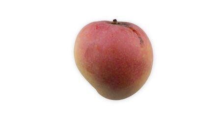 Mango fruit on white backgroundの写真素材