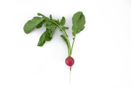 Red Radish with leavesの写真素材