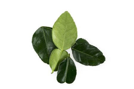 Lime Leaf on white backgroundの写真素材