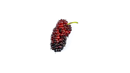 Sweet red mulberries in white backgroundの写真素材