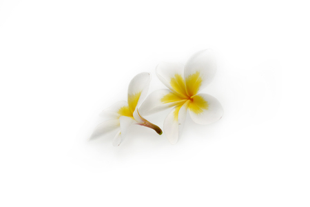 Tropical flowers frangipani on white backgroundの写真素材