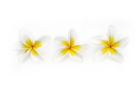 Tropical flowers frangipani or plumeria on white backgroundの写真素材