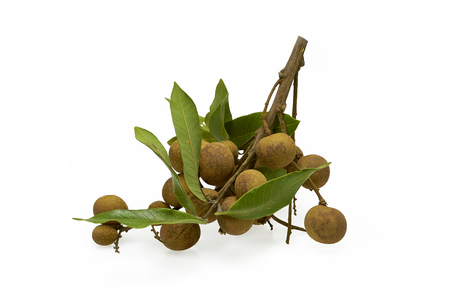 Logan fruit isolated on white backgroundの写真素材