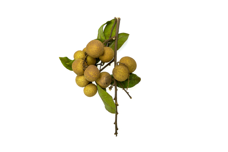 Fresh logan fruit isolated on white backgroundの写真素材