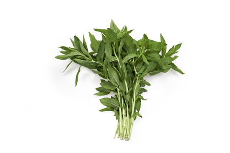 Fresh Vietnamese mint on white backgroundの写真素材