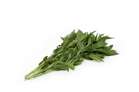 Vietnamese mint herb isolated on white backgroundの写真素材