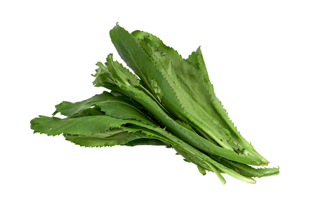 Culantro, Eryngium Foetidum isolated on white backgroundの写真素材
