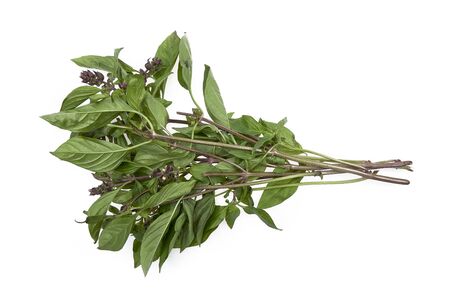 fresh Thai basil leaves isolated on white backgroundの写真素材